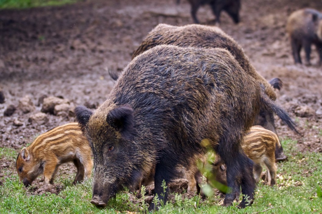 Super Pigs
