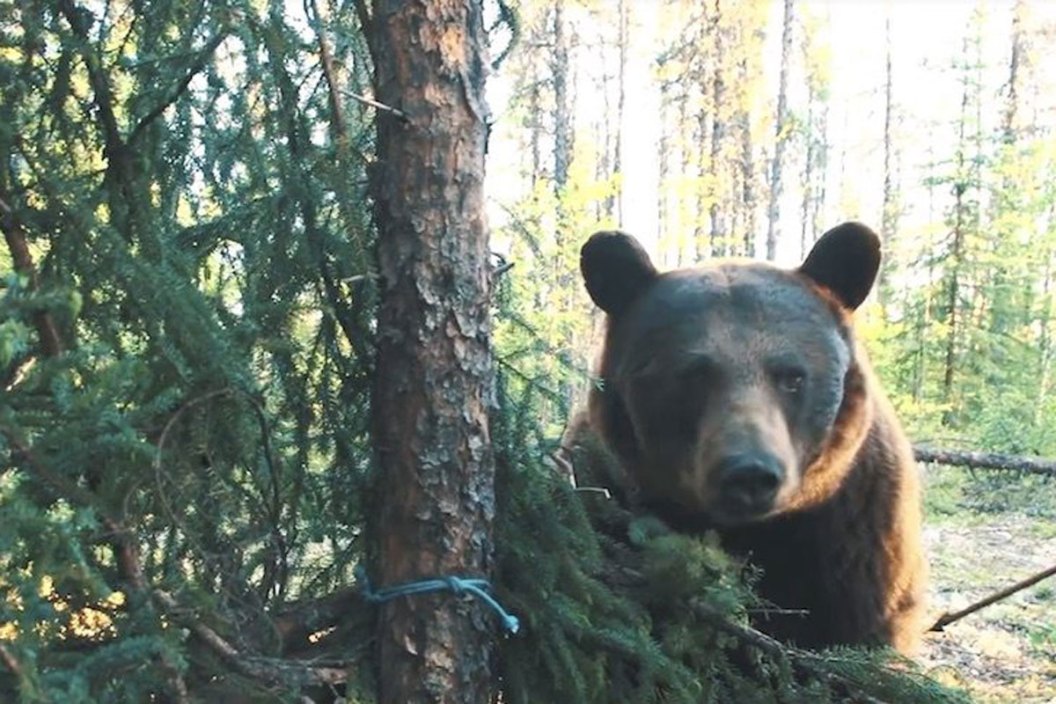 black bear