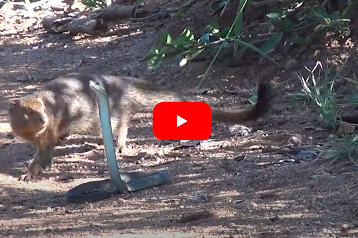 Mongoose vs Black Mamba