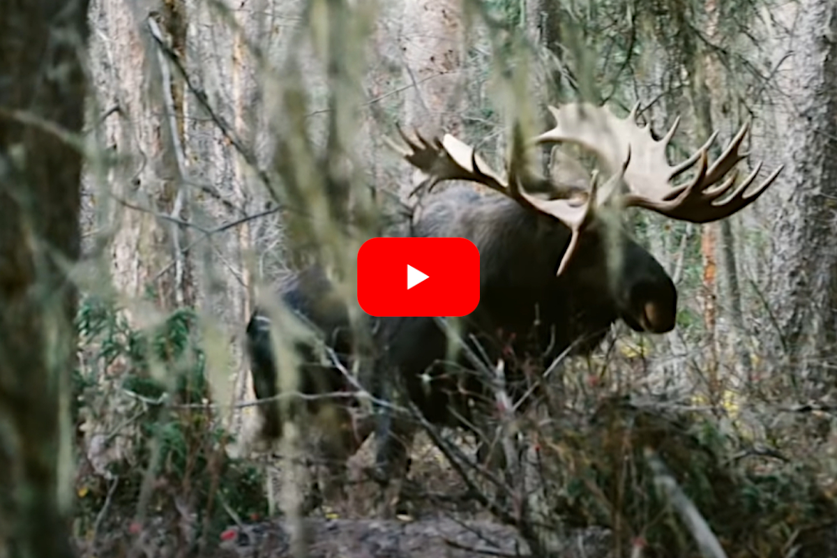 Bull Moose