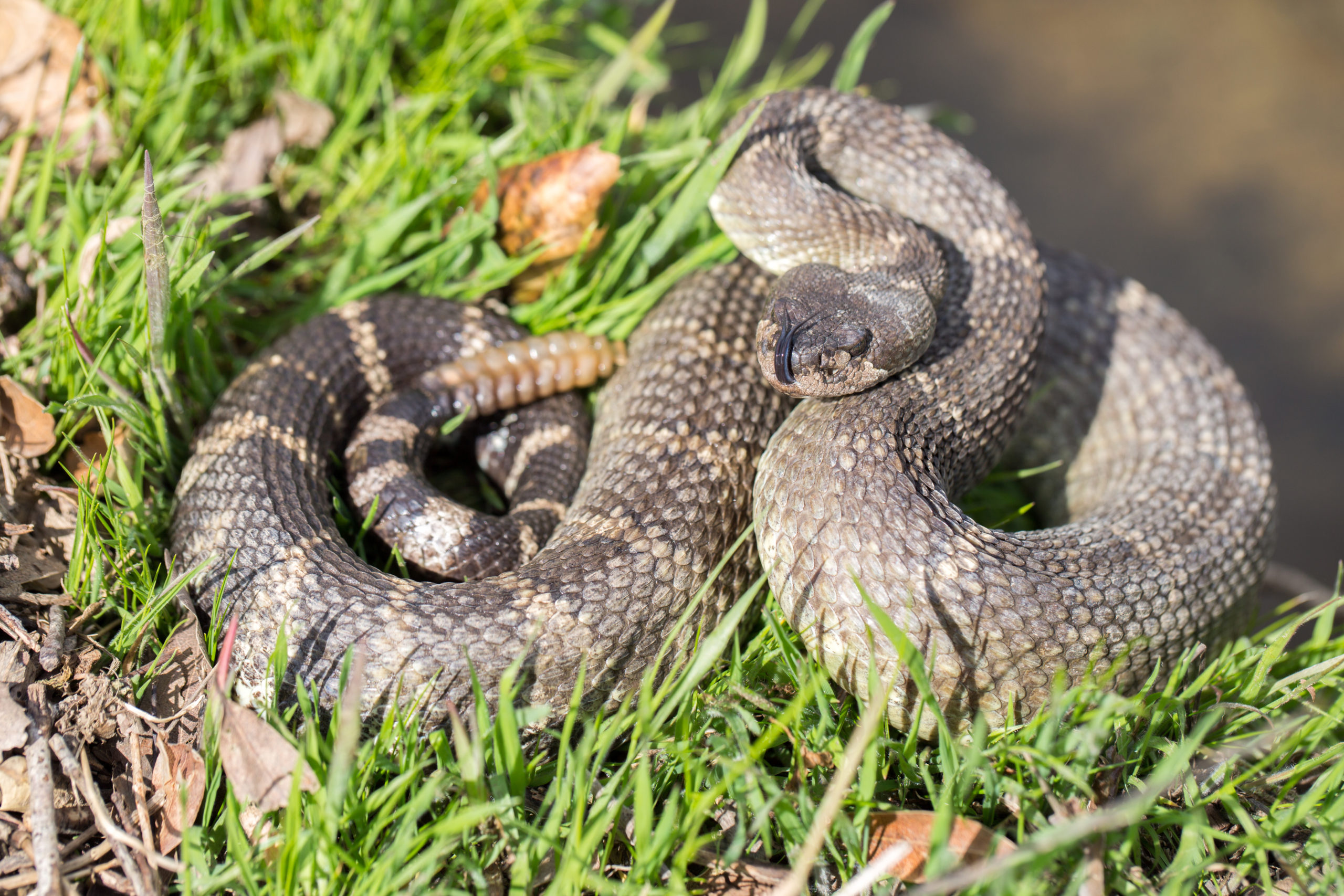 California Snakes