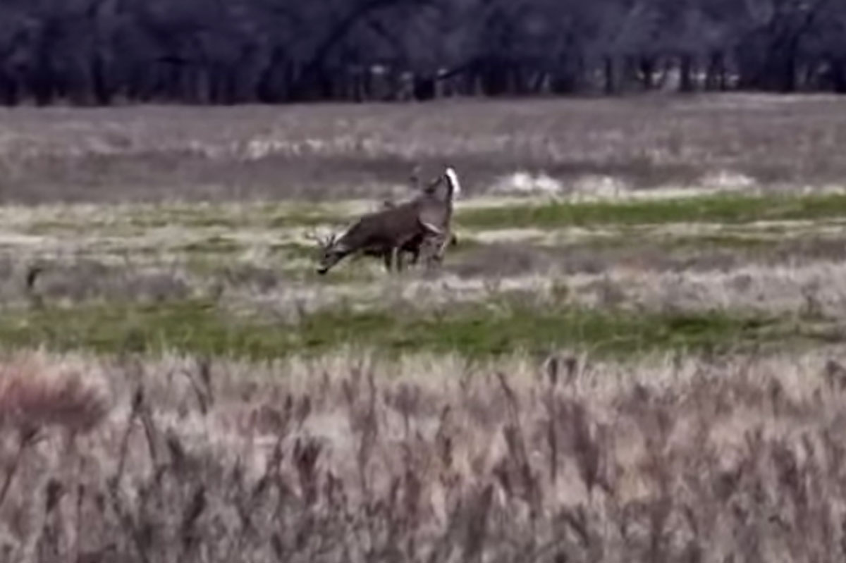 deer rut