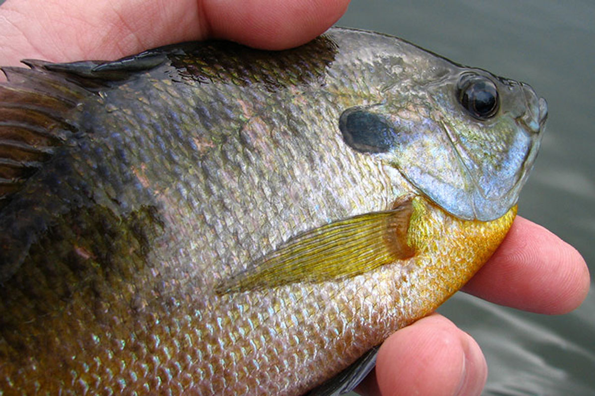 bluegill