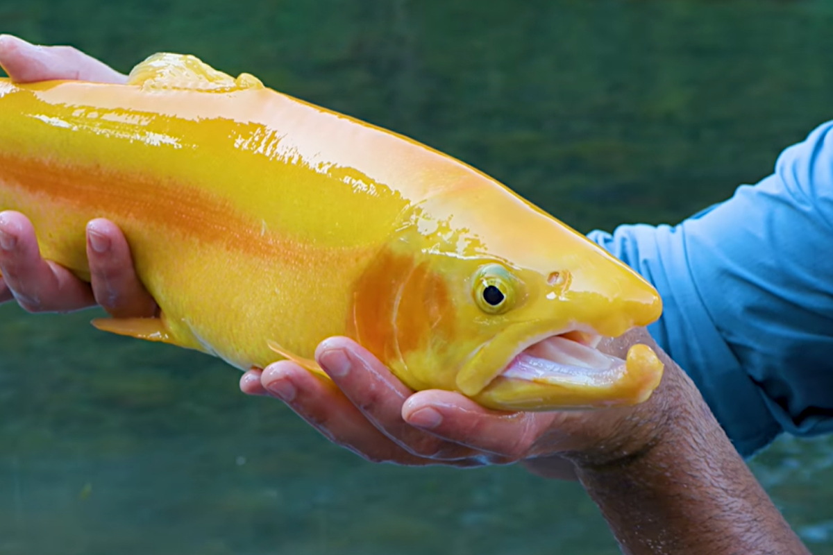 Golden Trout WV