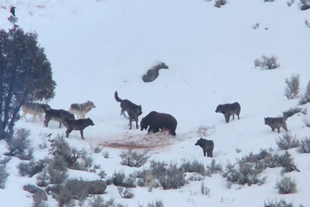 Grizzly Bear vs Wolves