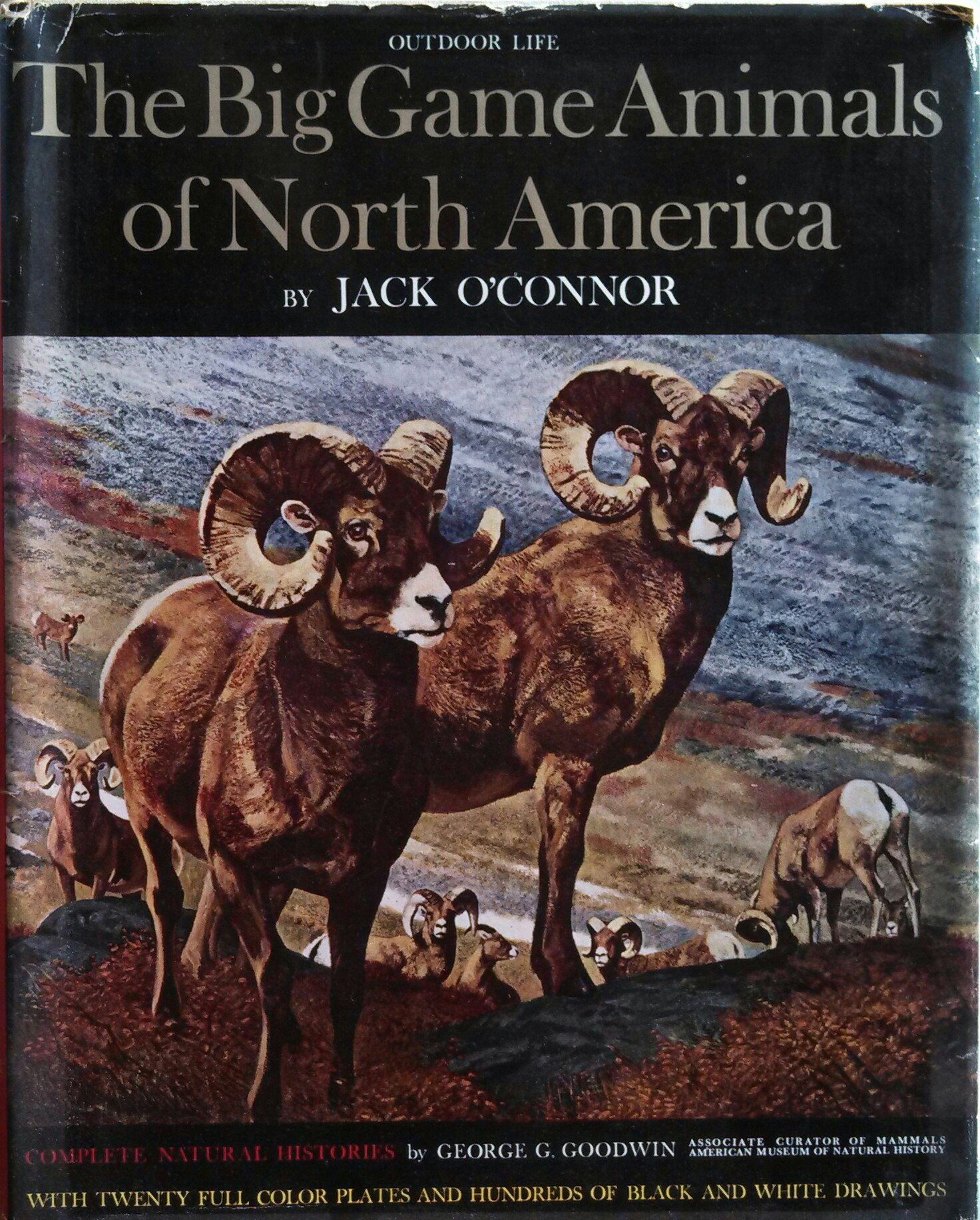Jack O'Connor