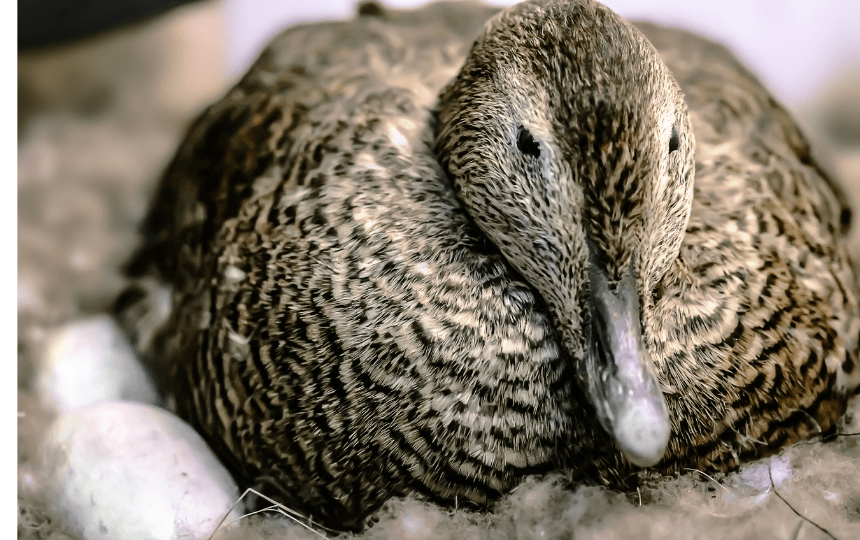 Duck nesting on eggs