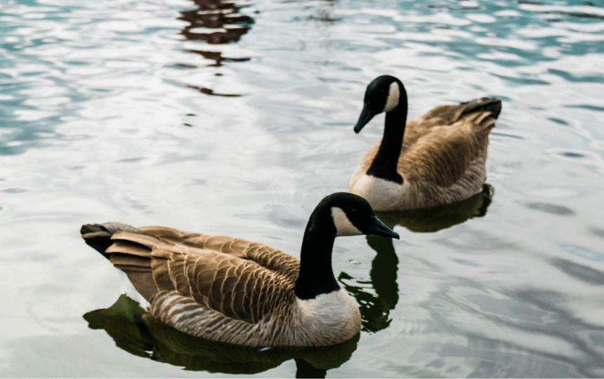 geese swimming in water