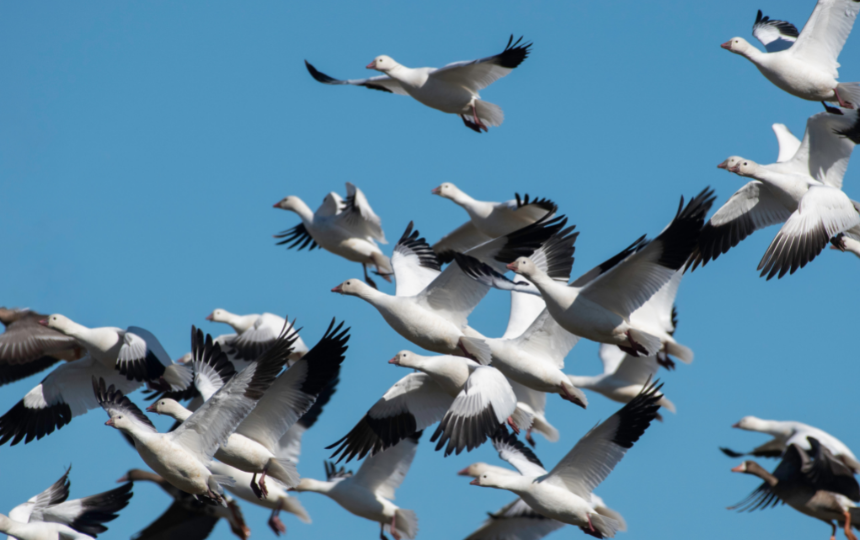 Geese flying in the sky