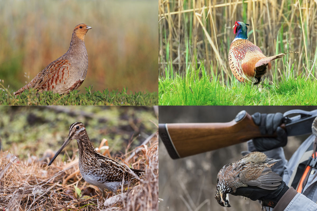 Upland Game Birds