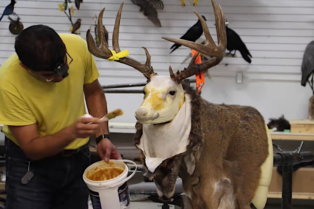 Taxidermist