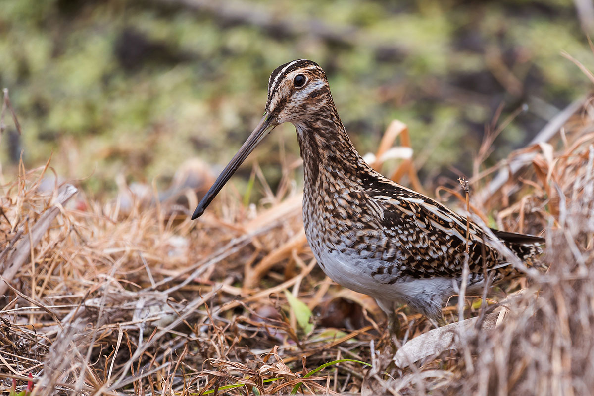 Upland Game Birdsv