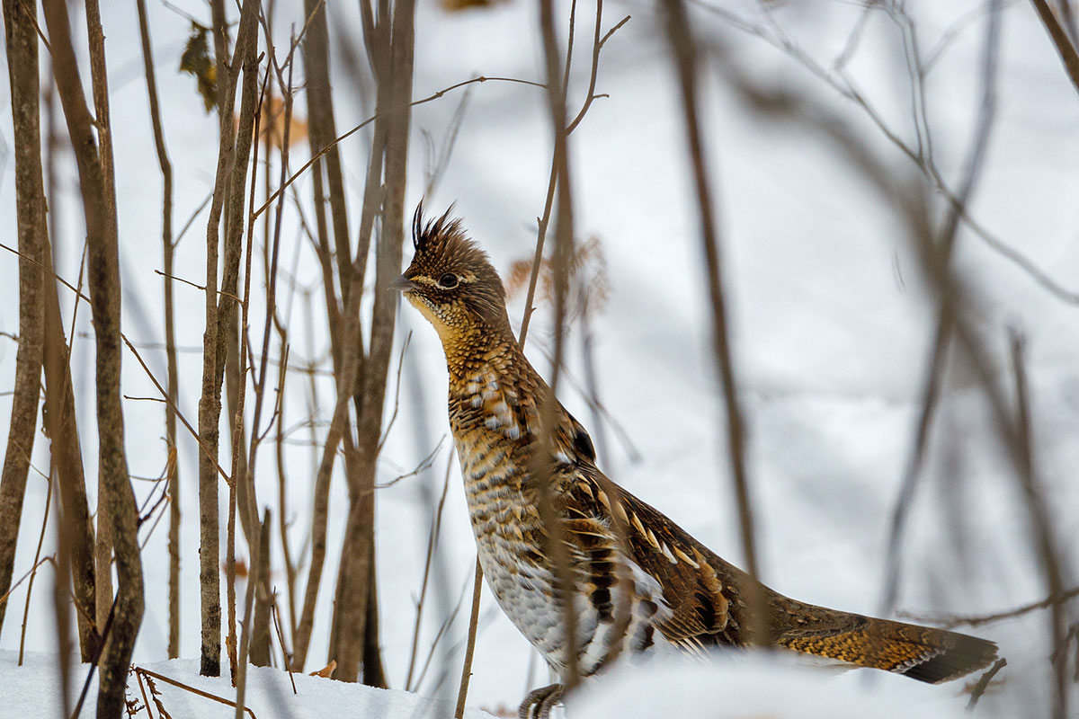 Upland Game Birds