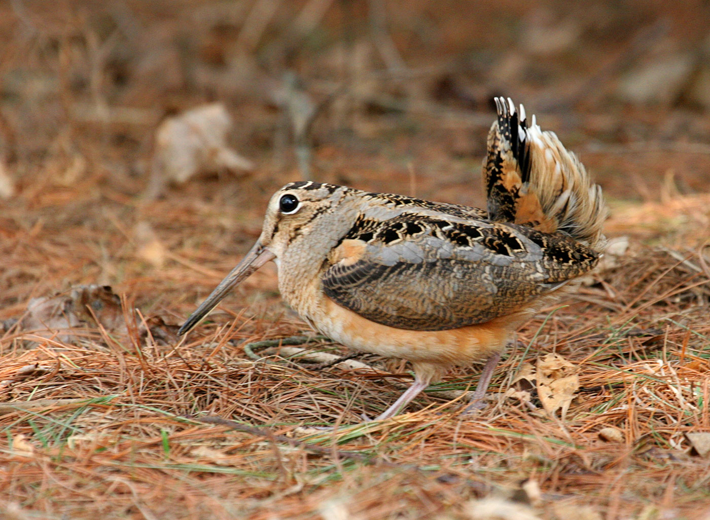 Upland Game Birds