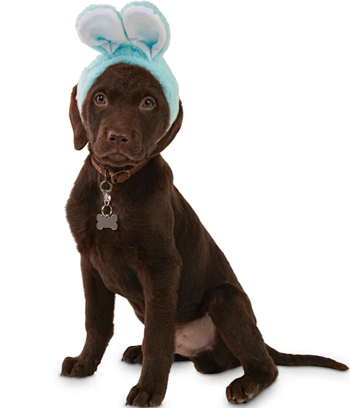 Boy dog wearing silly blue bunny ears.