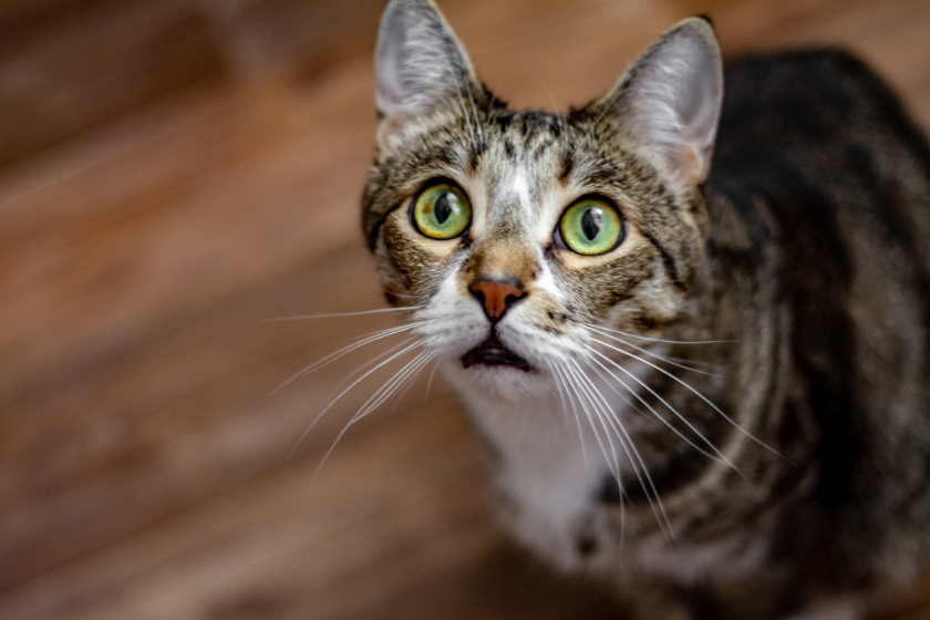 can cats see ghosts