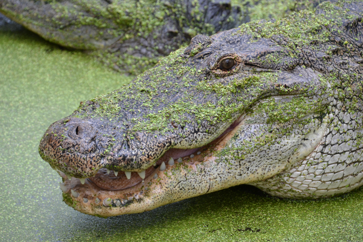 Alligator