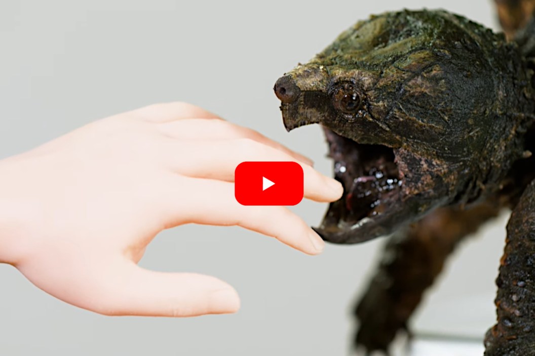 Alligator Snapping Turtle