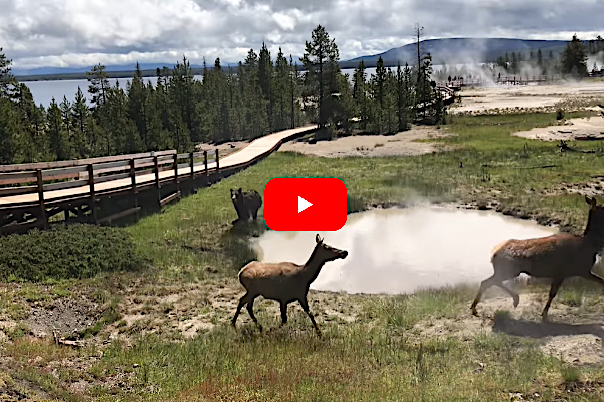 Bear Elk Yellowstone