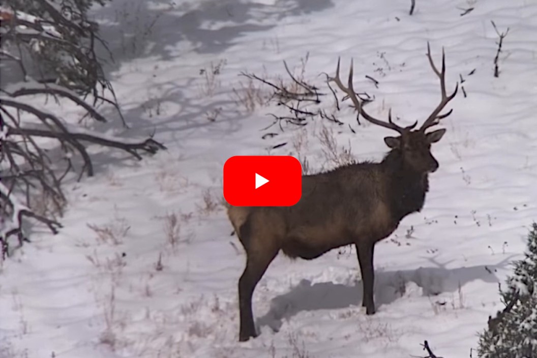 Bull Elk