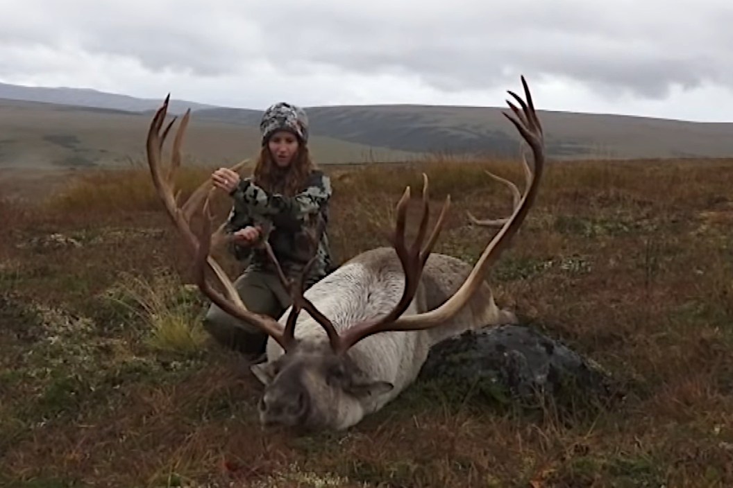 Caribou