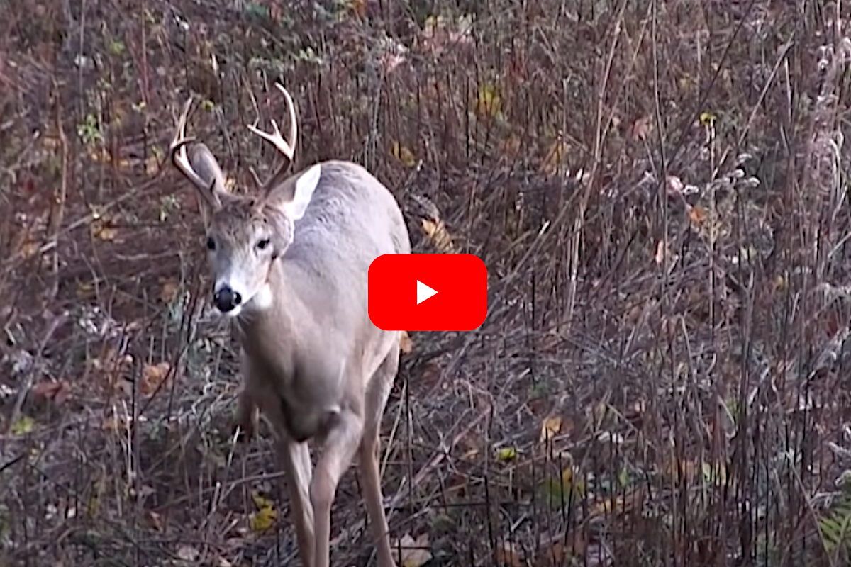 Deer Growth