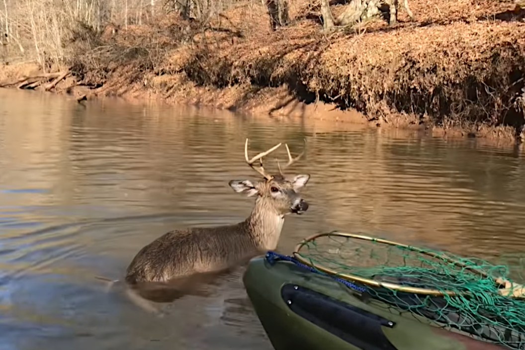 Deer Rescue