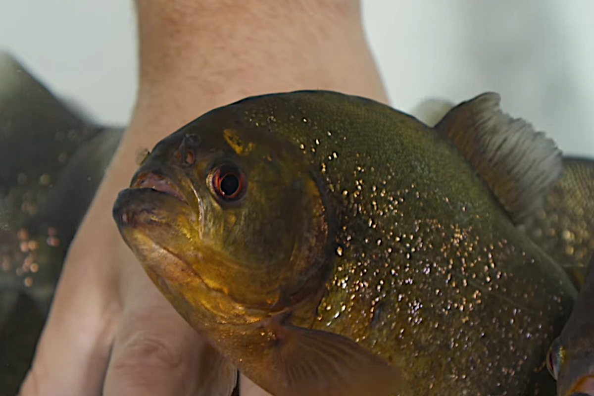 Piranha