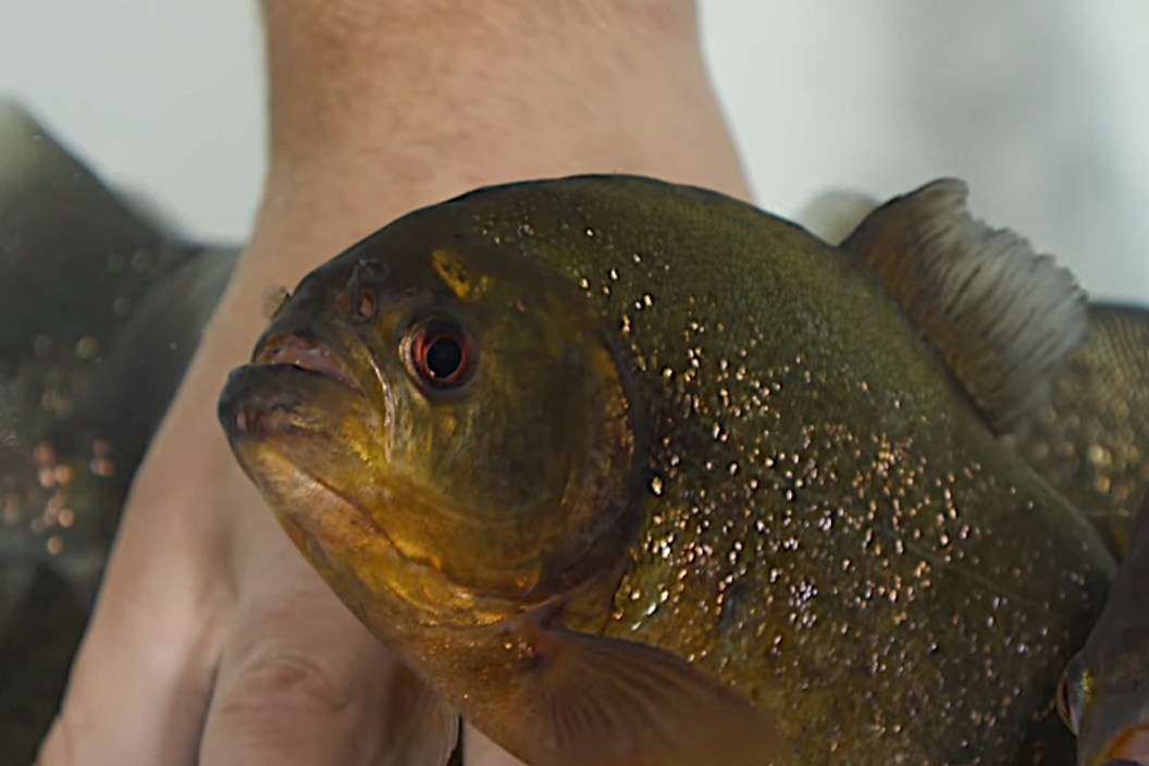 Piranha