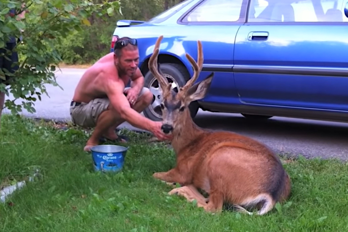 Urban Deer