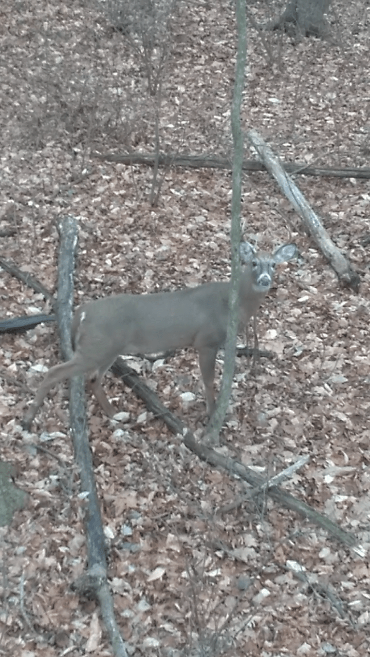 Wildgame Innovations Zerotrace