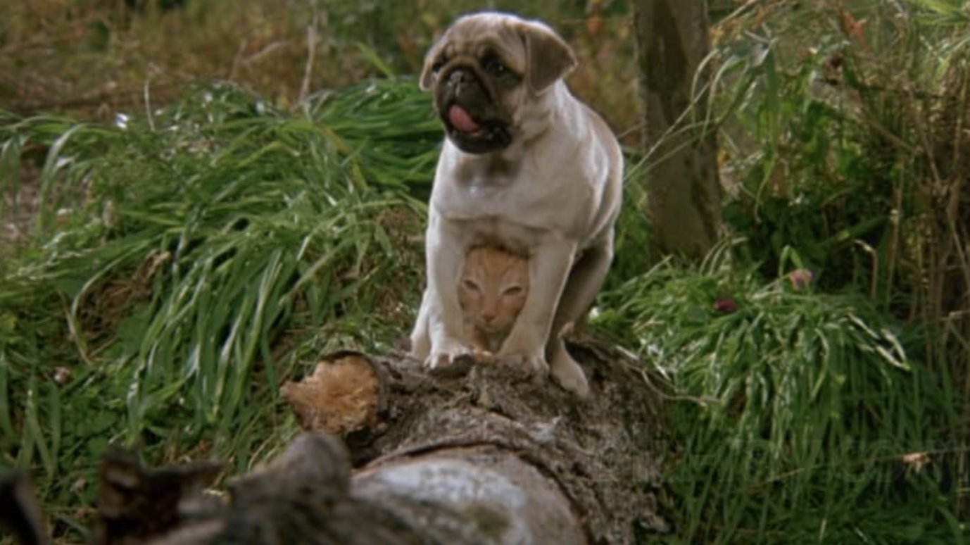 Milo and Otis stand on a log. 