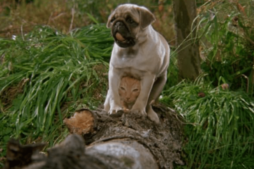 Milo and Otis stand on a log.