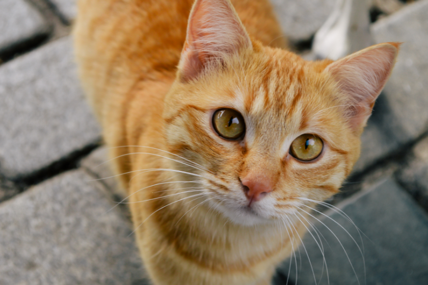 long haired tabby