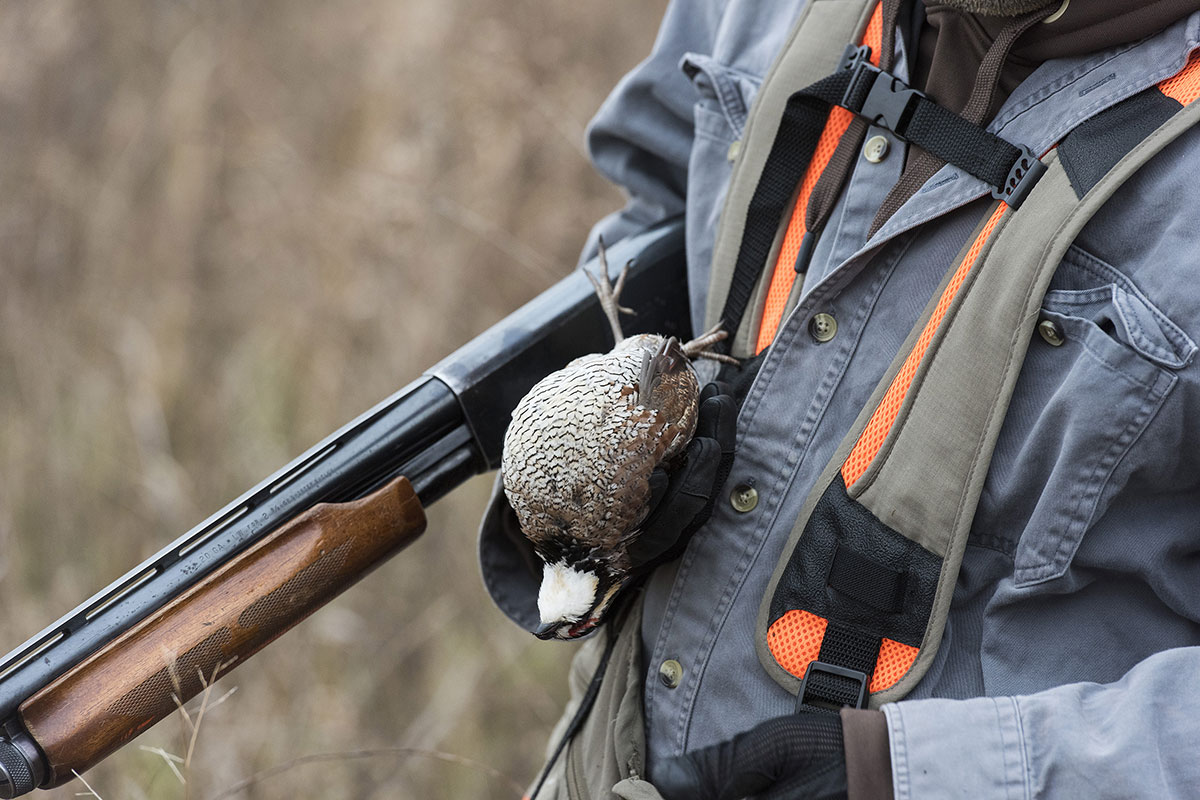 Upland Game Birds