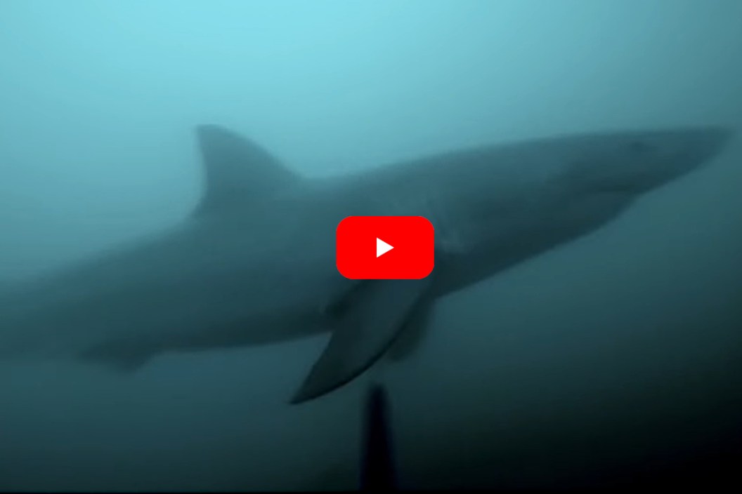 Great White Shark