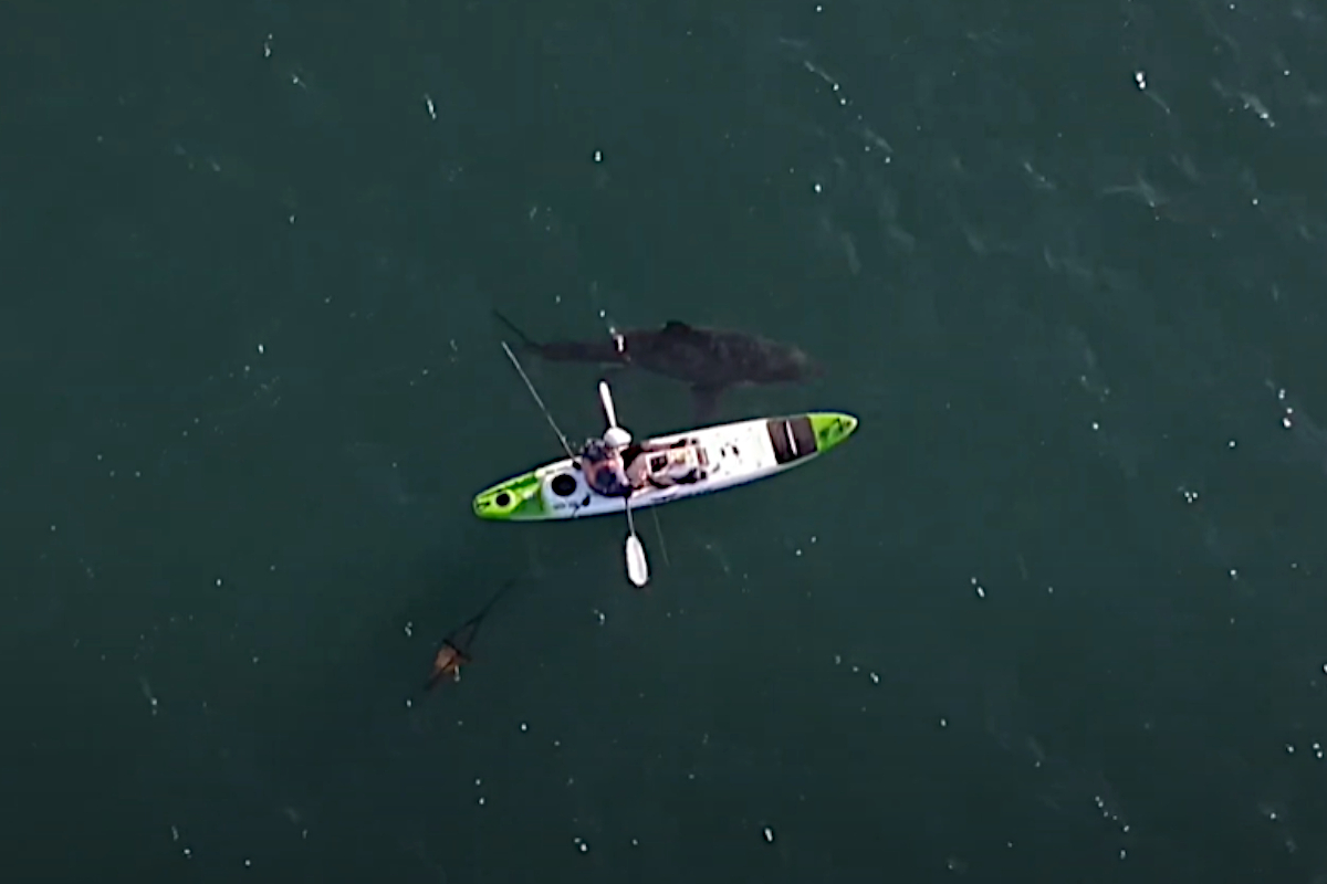 Great White Shark