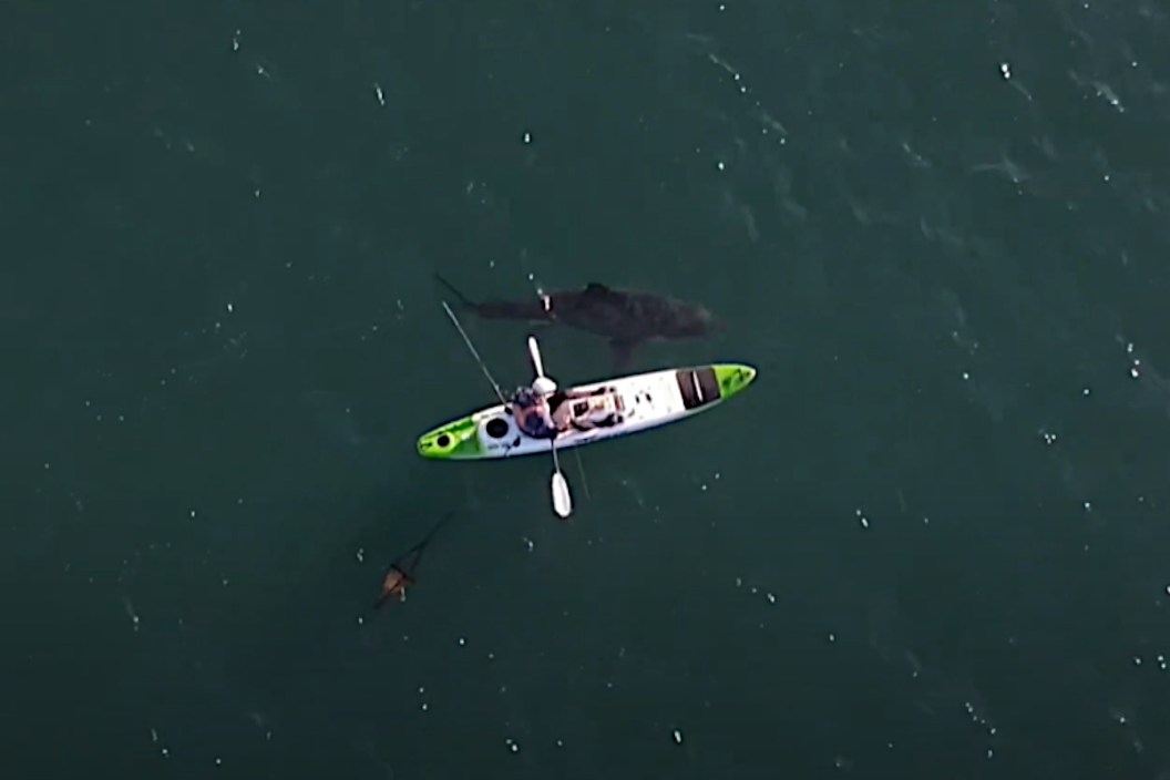Great White Shark