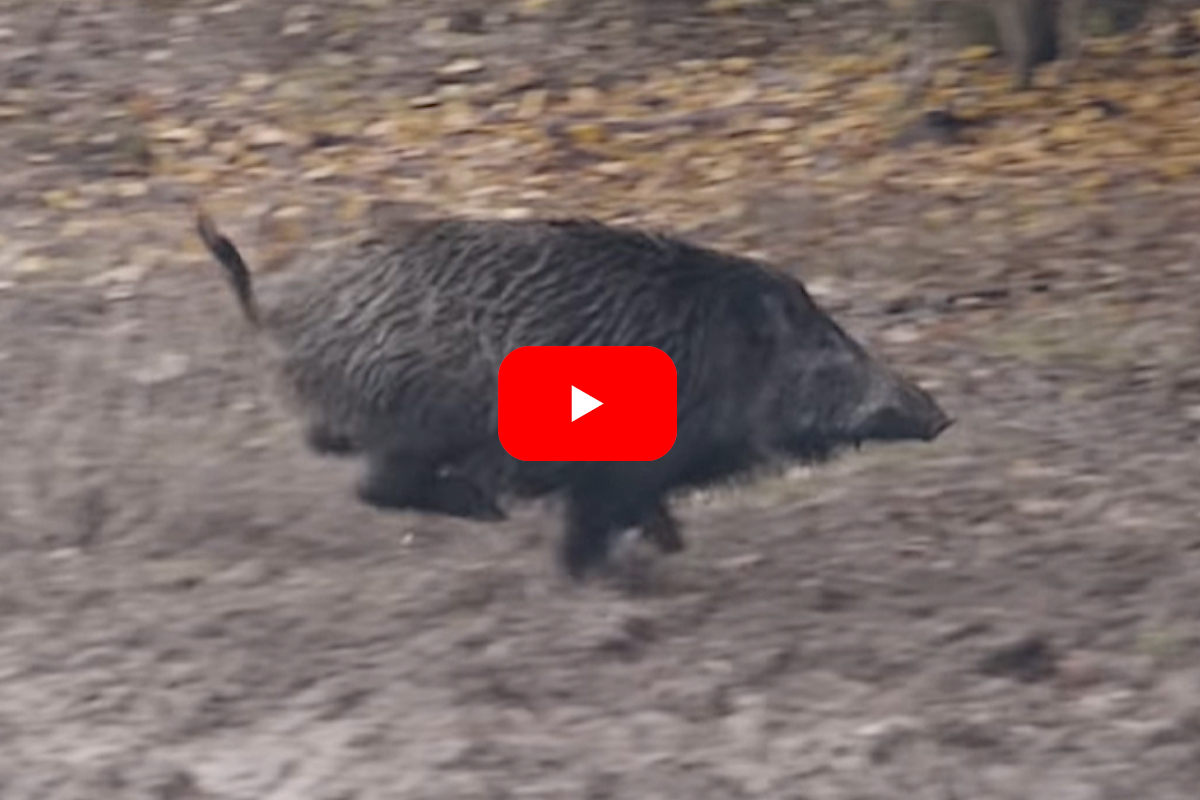 Wild Boar Hunting