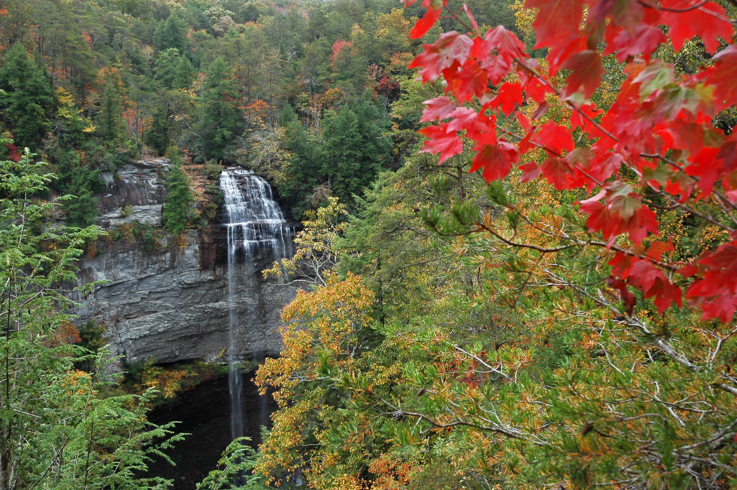 Overhead view looking down on Fall Creek Falls with a red maple in the foreground