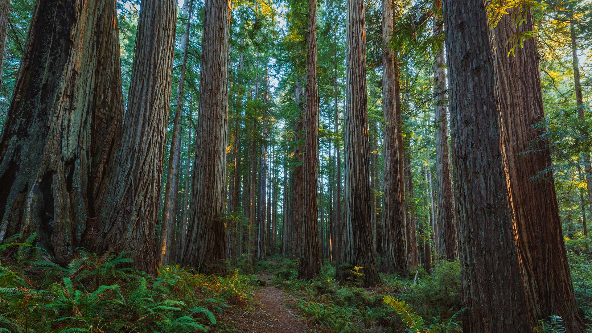 Prairie_Creek_Redwoods_State_Park in California