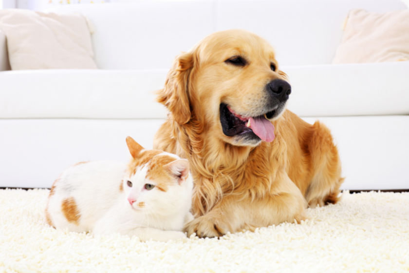 golden retriever with cat friend