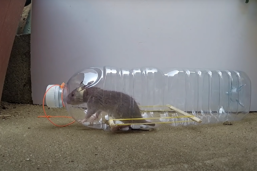 DIY mouse traps
