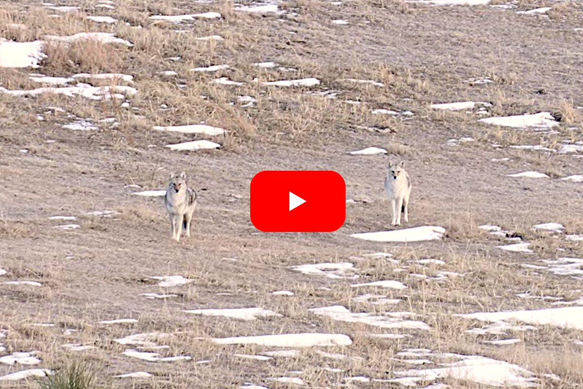 Coyote Hunting