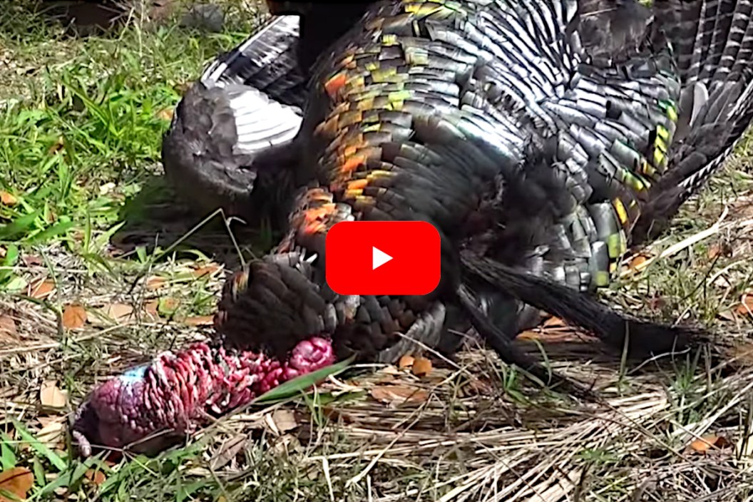 Double Bearded Turkey