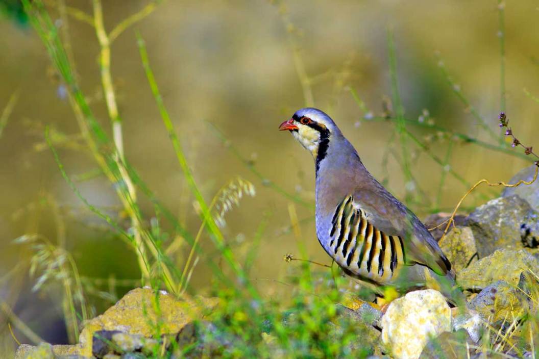 Chukar Hunting