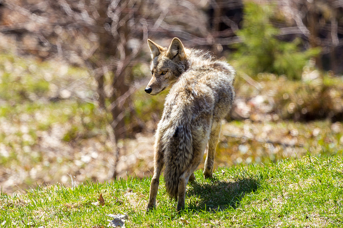 Coyote Trapping