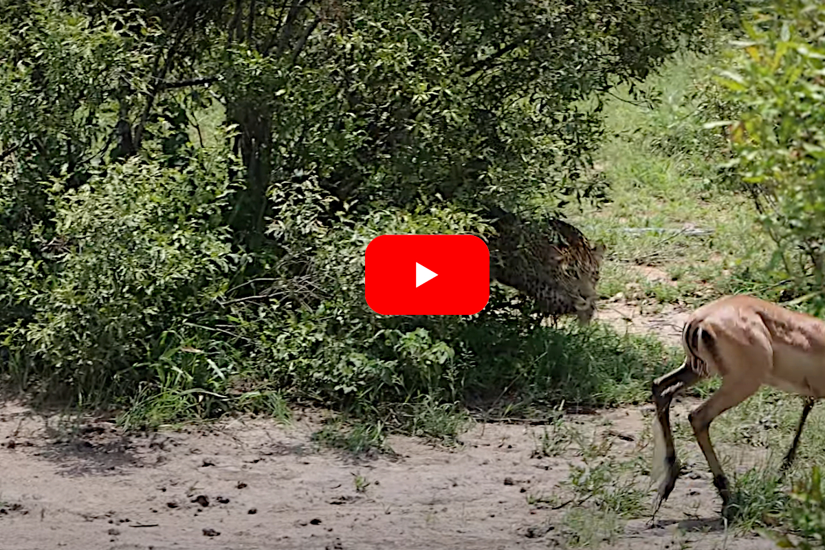 Impala Leopard