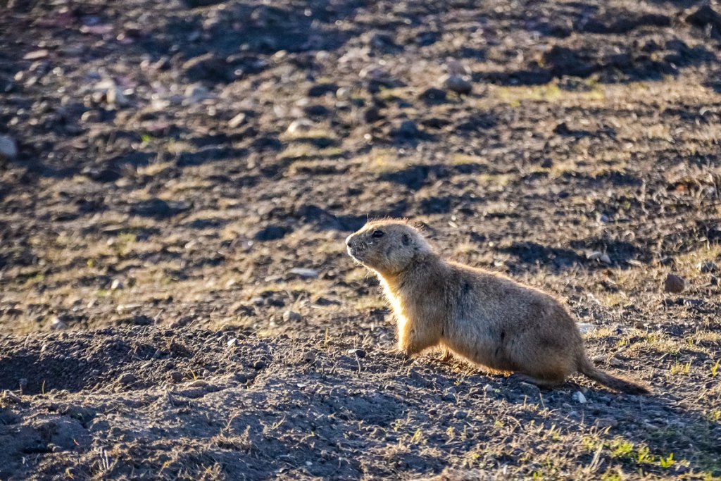 prairie dog