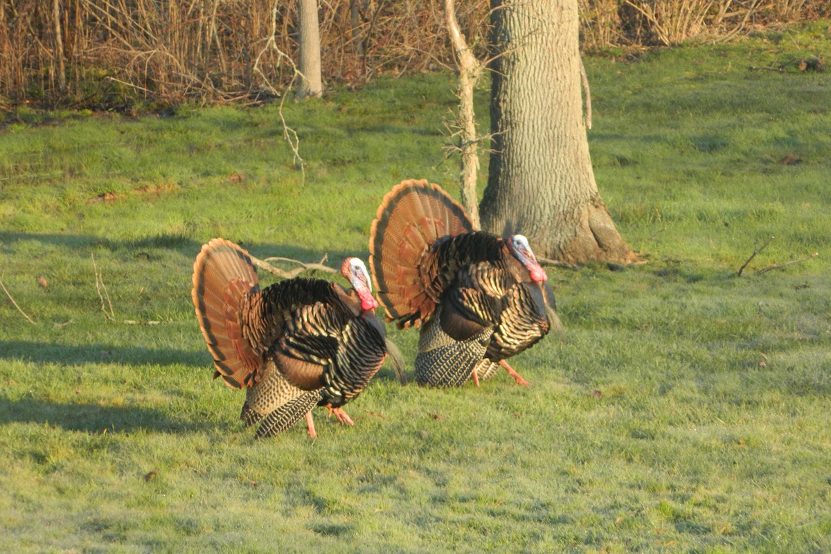 turkey grand slam